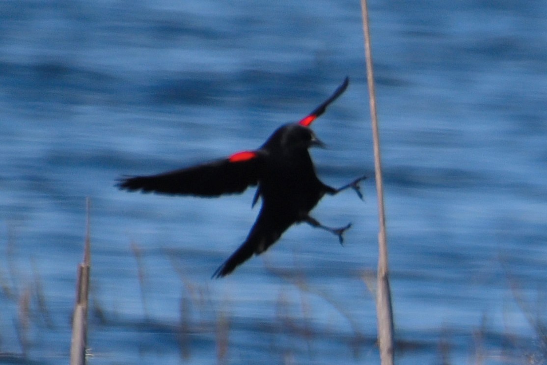 Red-winged Blackbird - ML146783911