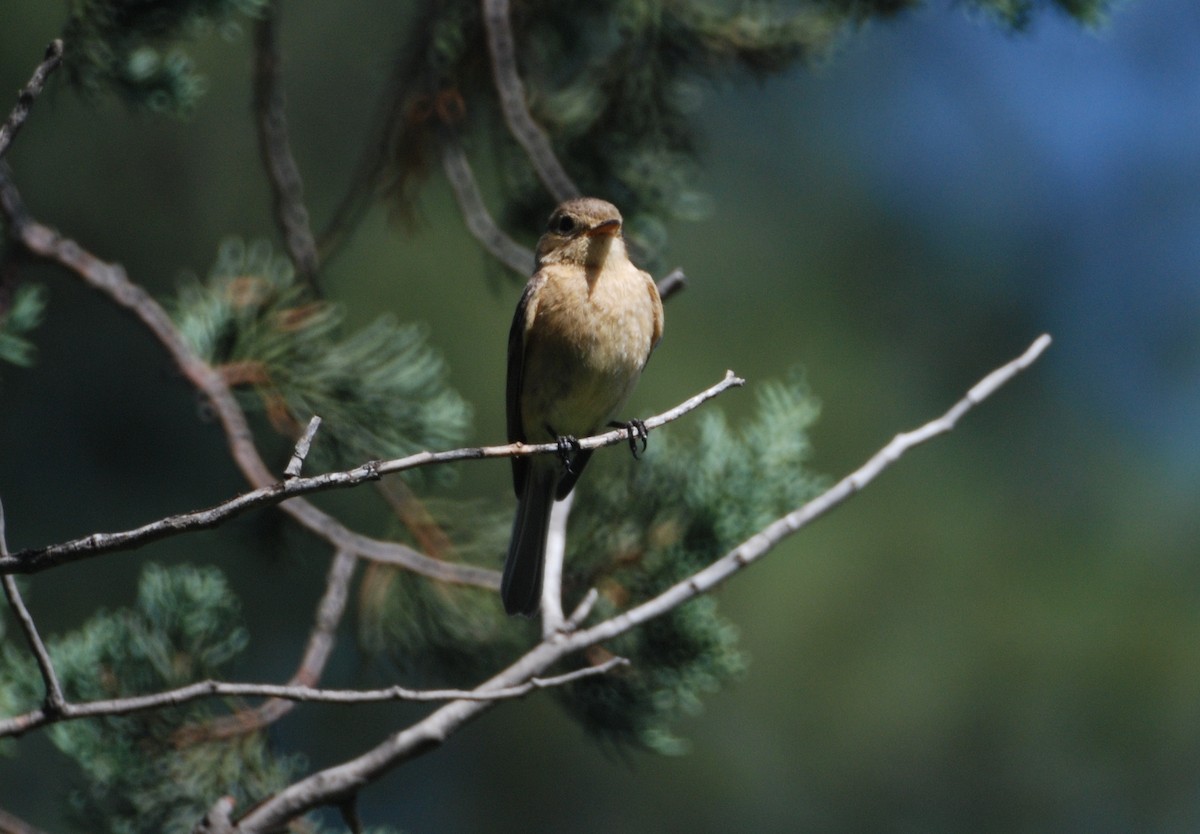 Buff-breasted Flycatcher - ML146783991