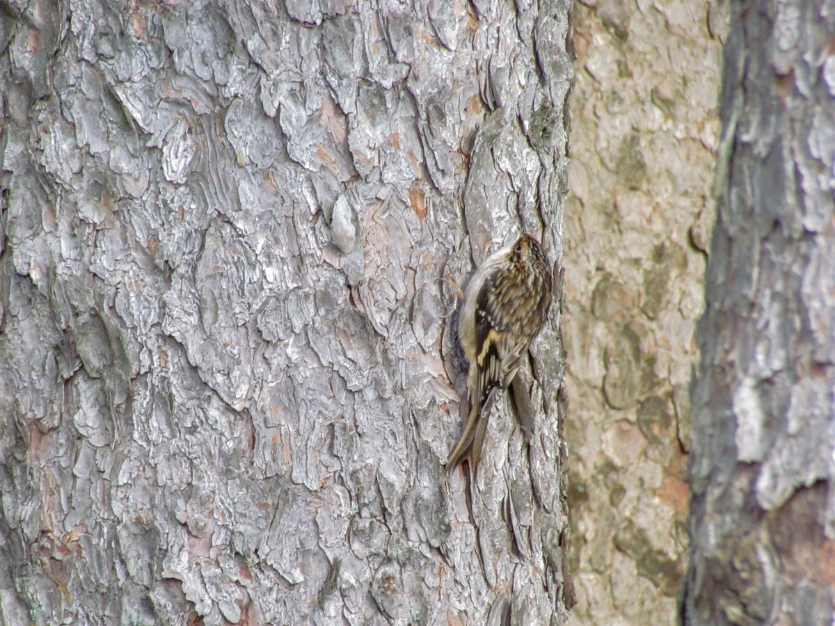 Brown Creeper - ML146784021