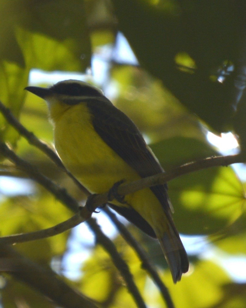 Golden-bellied Flycatcher - ML146784031