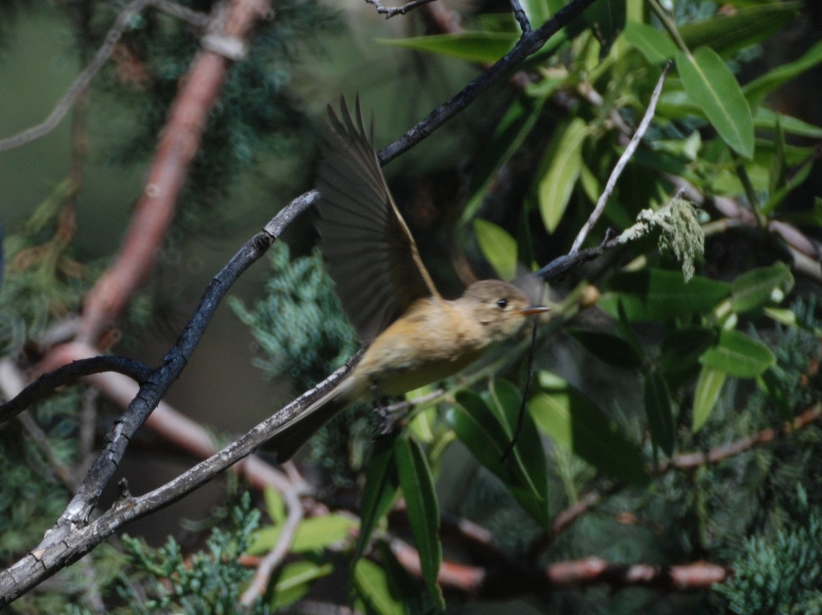 Buff-breasted Flycatcher - ML146784041