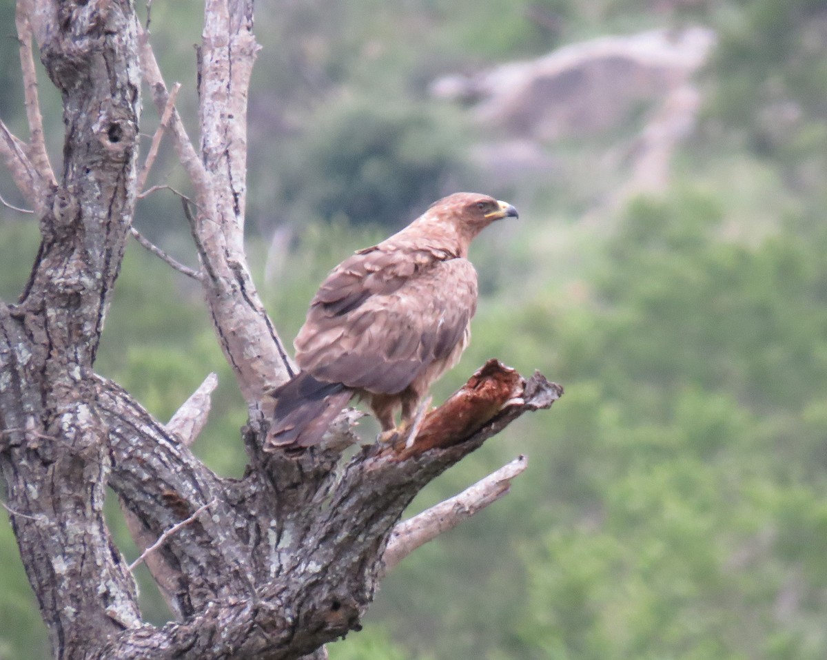 Wahlberg's Eagle - ML146784391