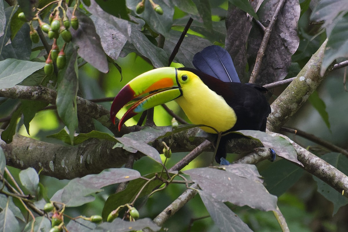 Keel-billed Toucan - ML146784591