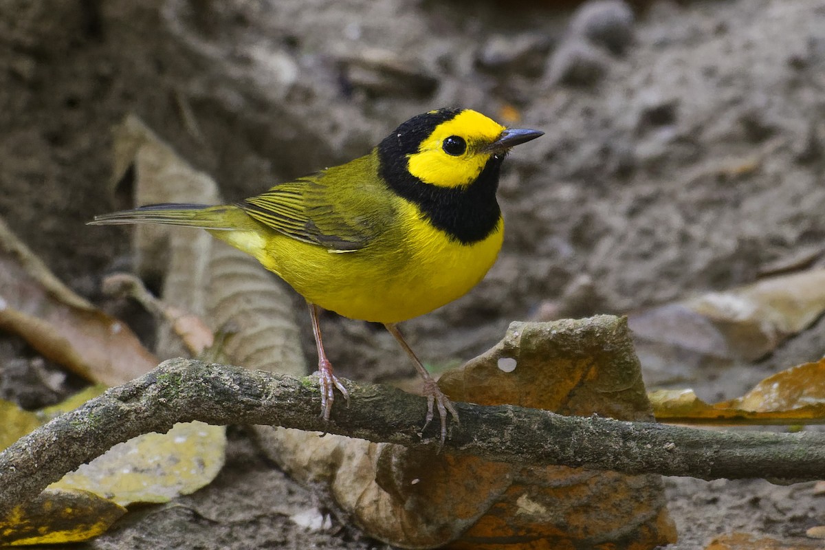 Hooded Warbler - Don Danko