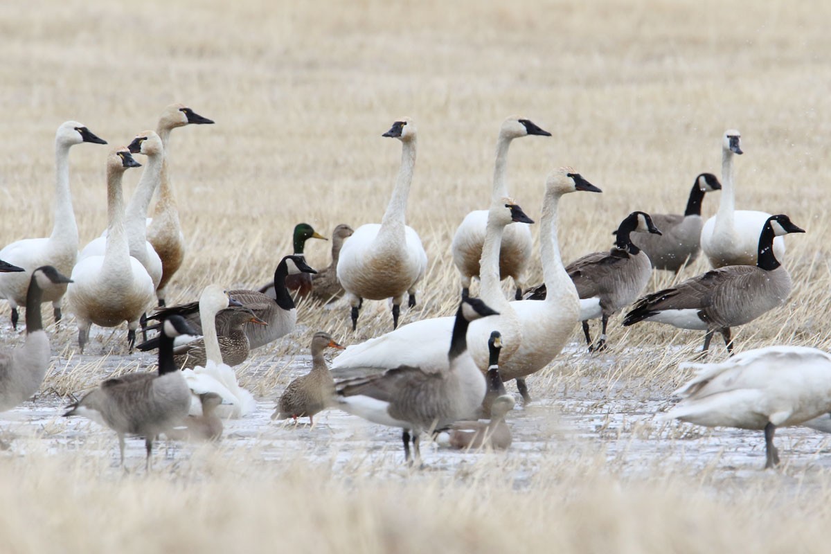 Tundra Swan - Noah Strycker