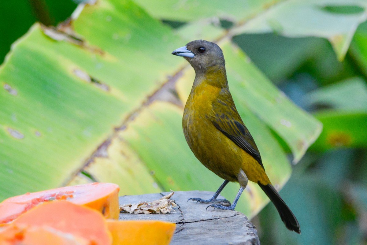 Tangara Terciopelo (passerinii) - ML146786611