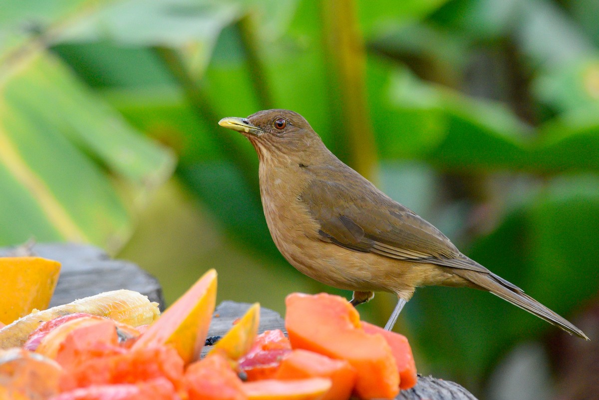 Clay-colored Thrush - ML146786741