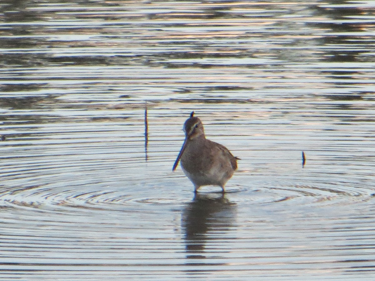 Long-billed Dowitcher - Anonymous