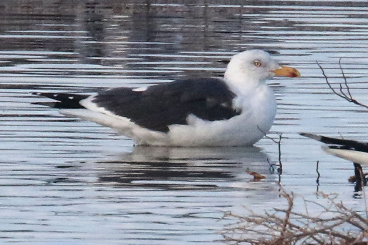 Lesser Black-backed Gull - ML146788521