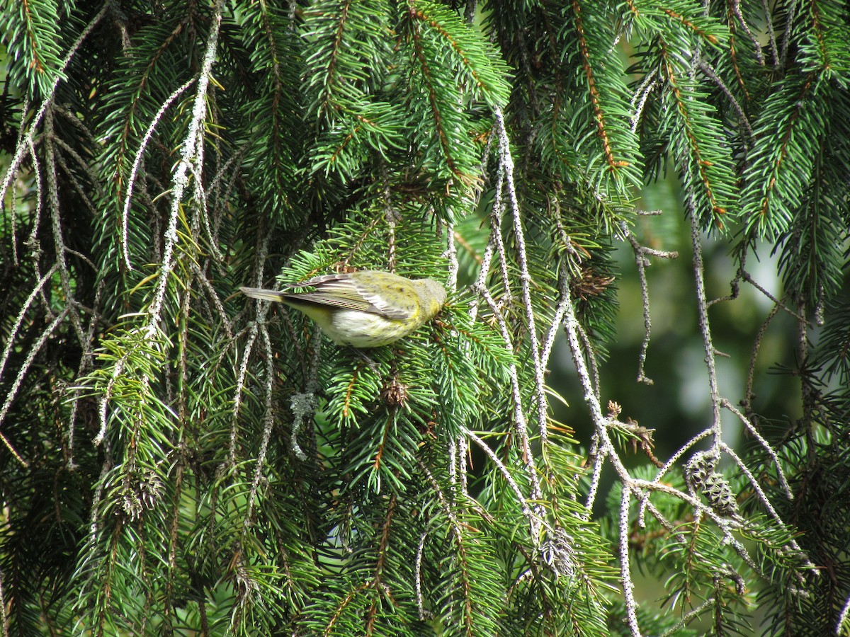 Cape May Warbler - ML146789081