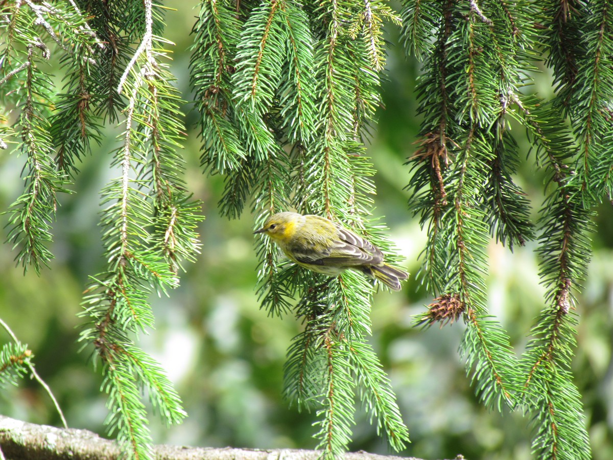 Cape May Warbler - ML146789111