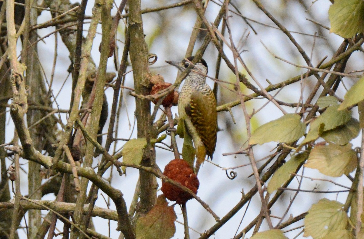 Speckle-breasted Woodpecker - ML146792051