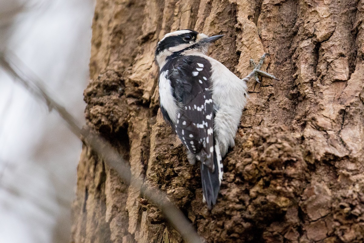 Downy Woodpecker - ML146792171