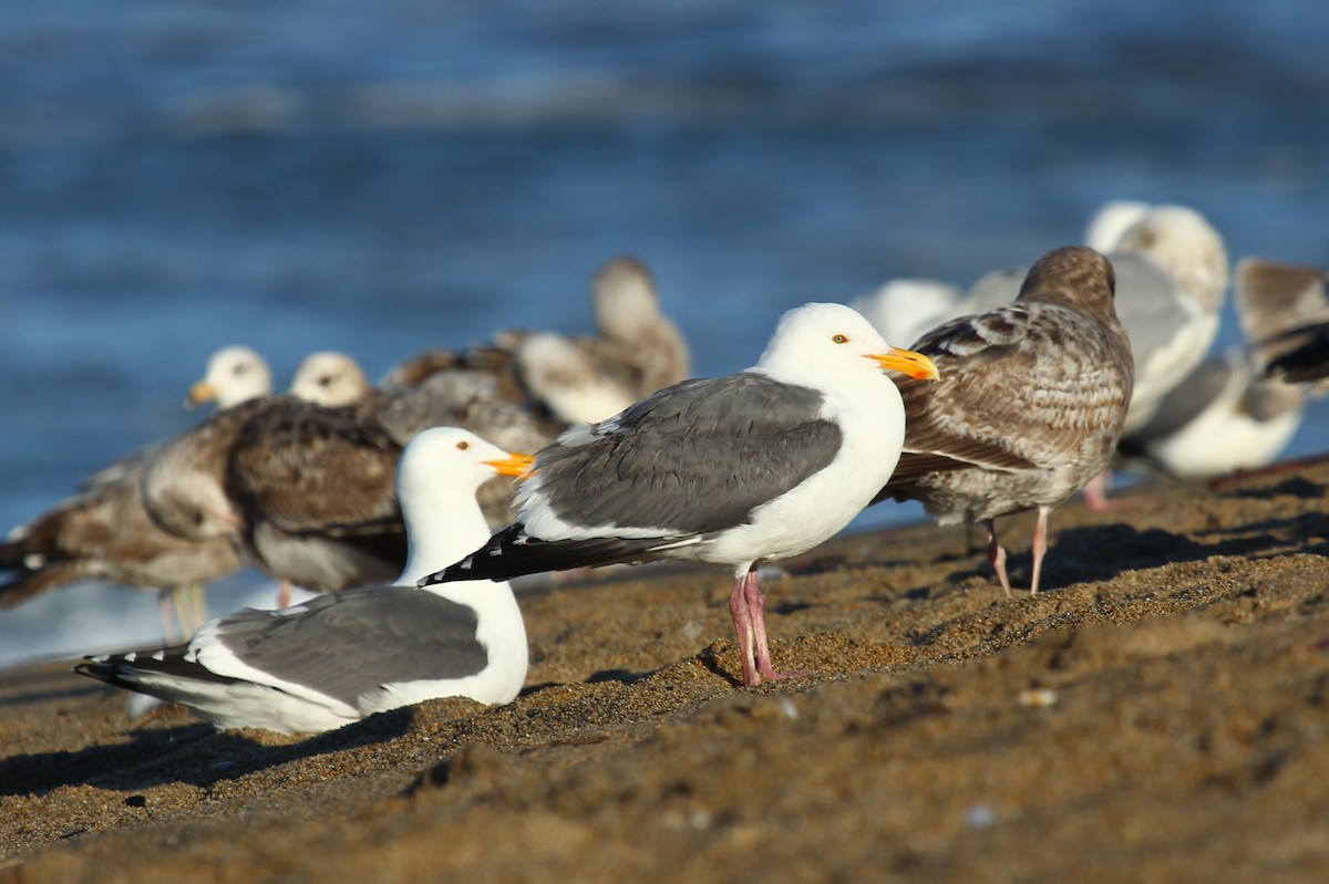 Gaviota Occidental - ML146792201