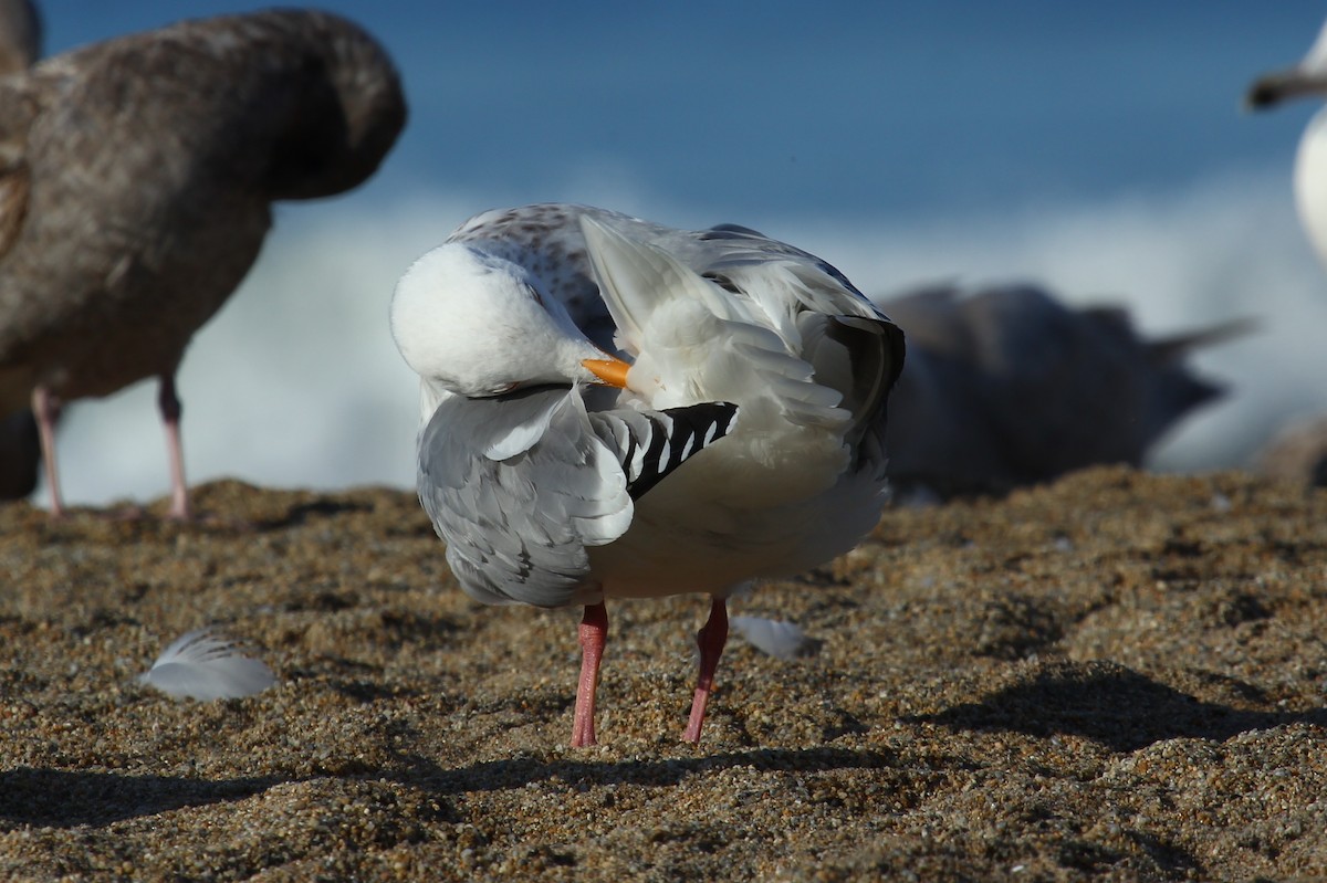 Gaviota Argéntea (americana) - ML146792881