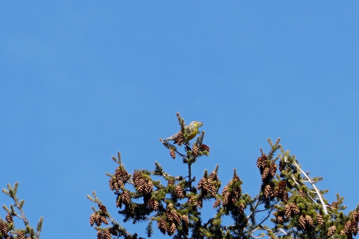 Western Meadowlark - ML146793291