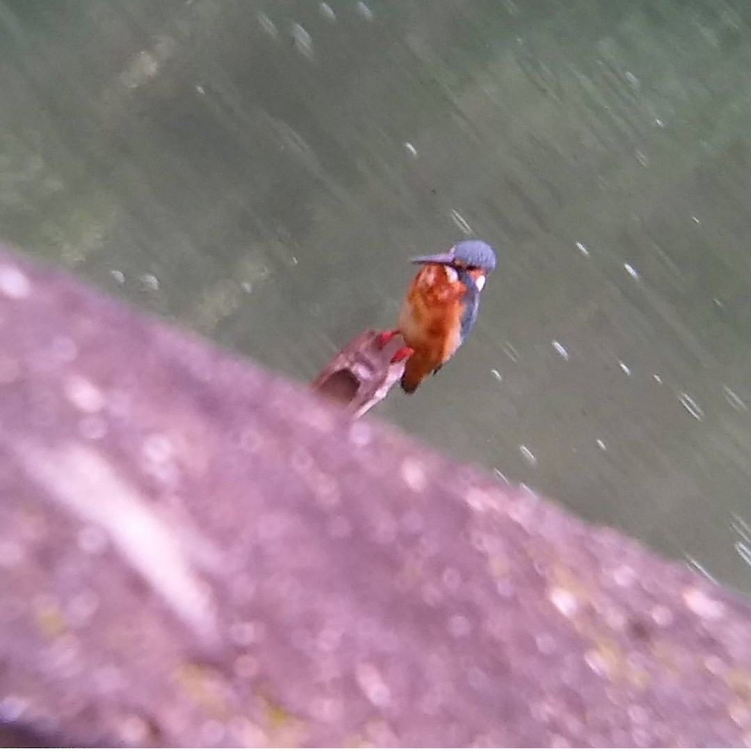 Common Kingfisher - Maurizio  Saroli