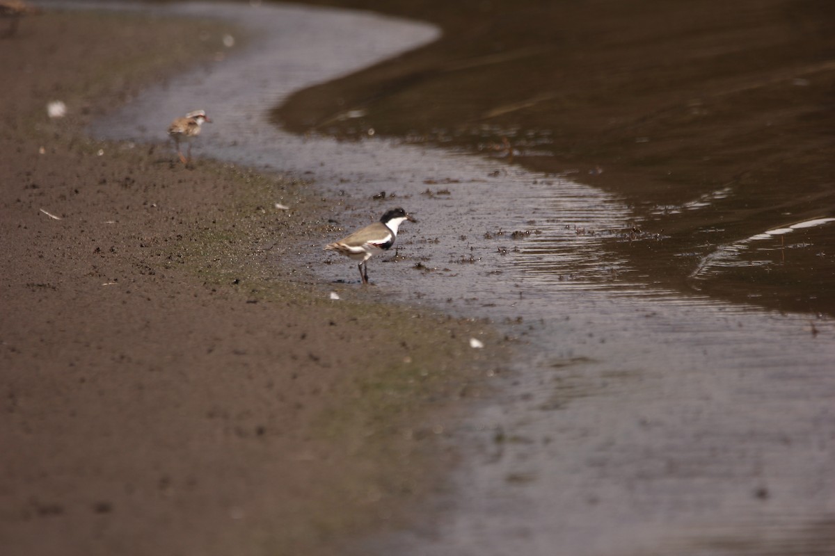 Red-kneed Dotterel - ML146794461