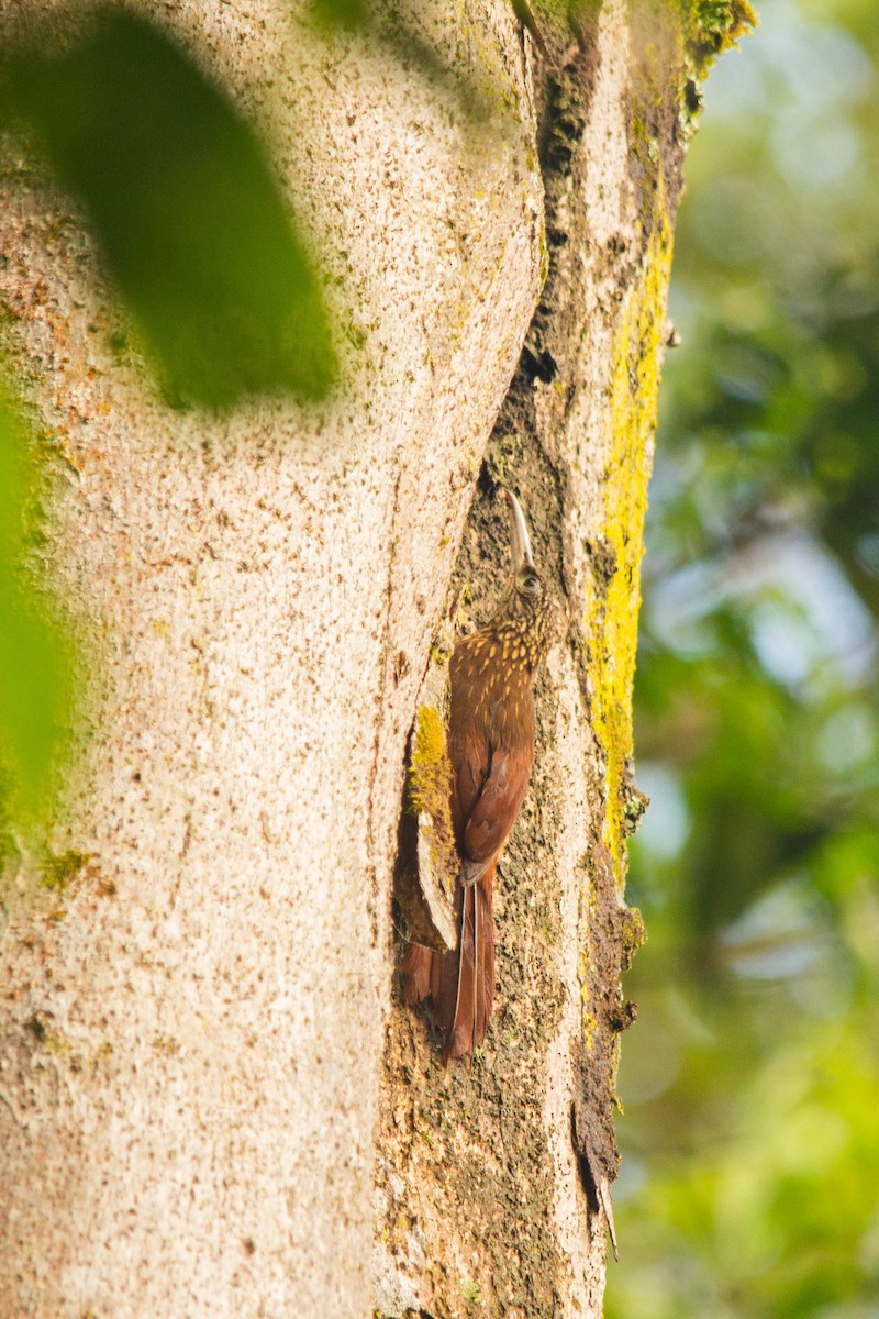 Buff-throated Woodcreeper - ML146794571