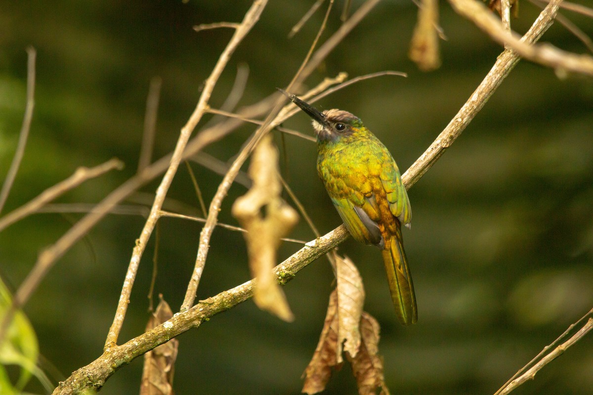 White-chinned Jacamar - ML146794761