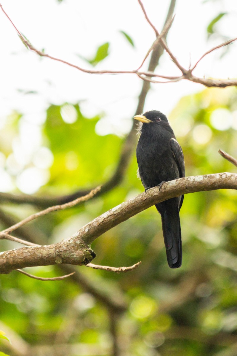 Yellow-billed Nunbird - Edilson Torres Rodríguez