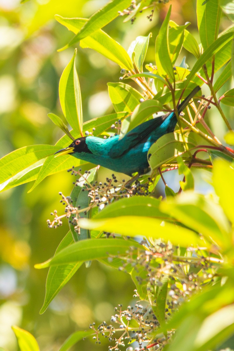 Green Honeycreeper - ML146794981