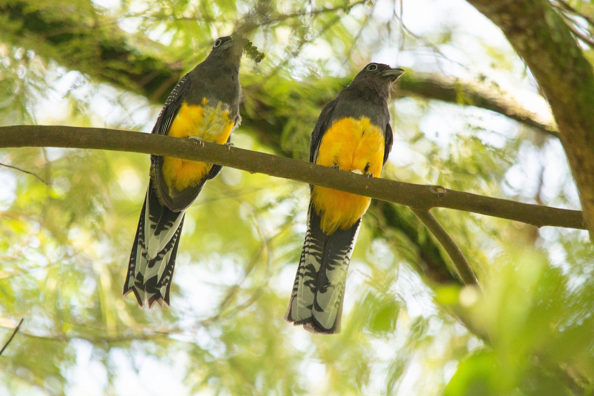 trogon zelenohřbetý - ML146795111