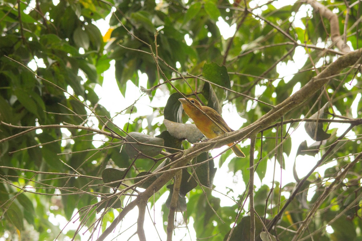 Summer Tanager - Edilson Torres Rodríguez