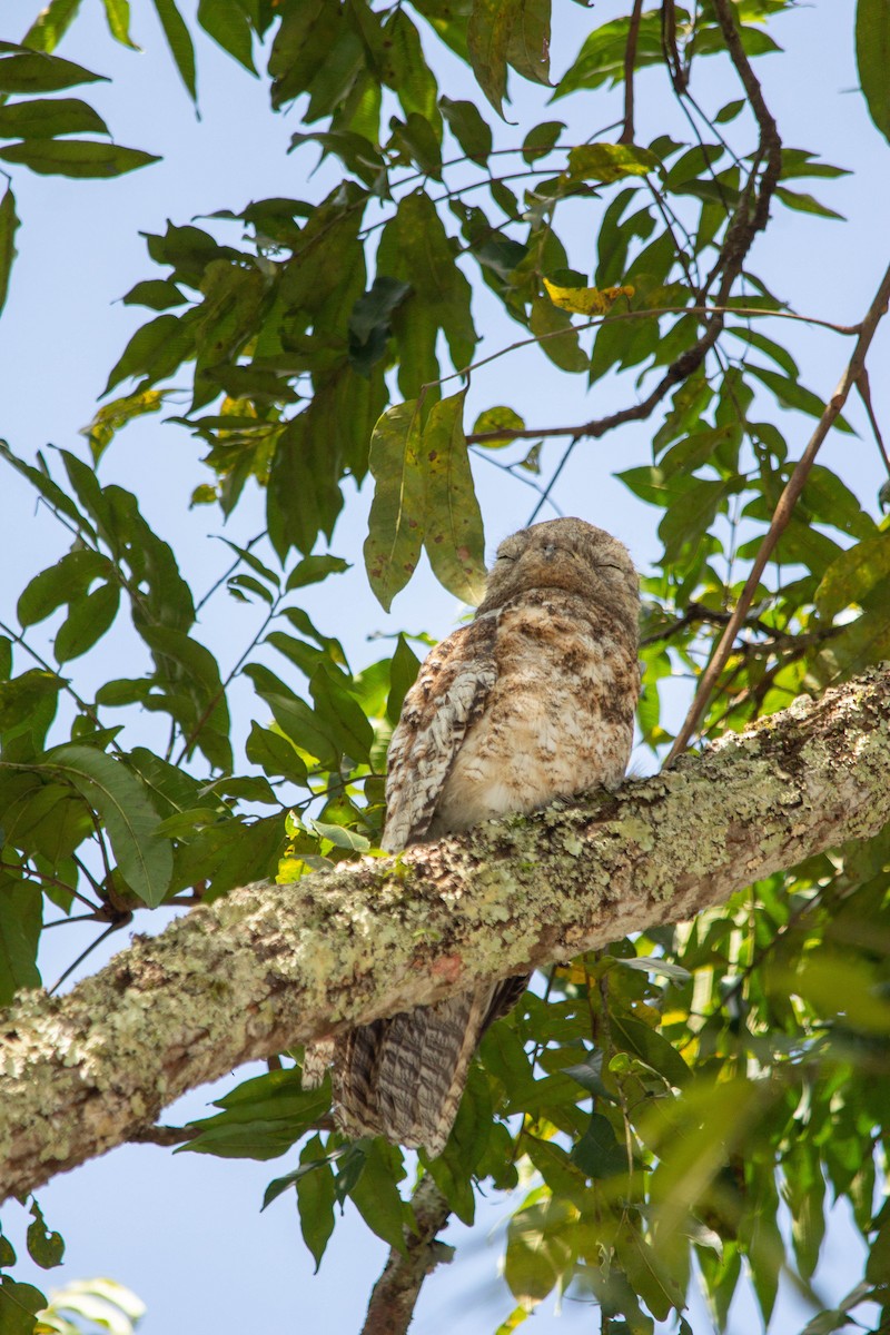 Great Potoo - ML146796221