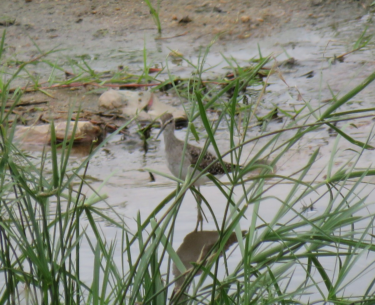 Wood Sandpiper - ML146796431