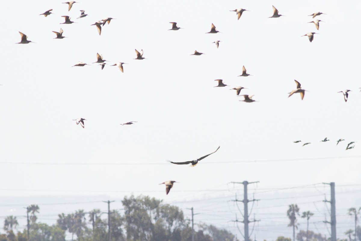 Bald Eagle - ML146797351