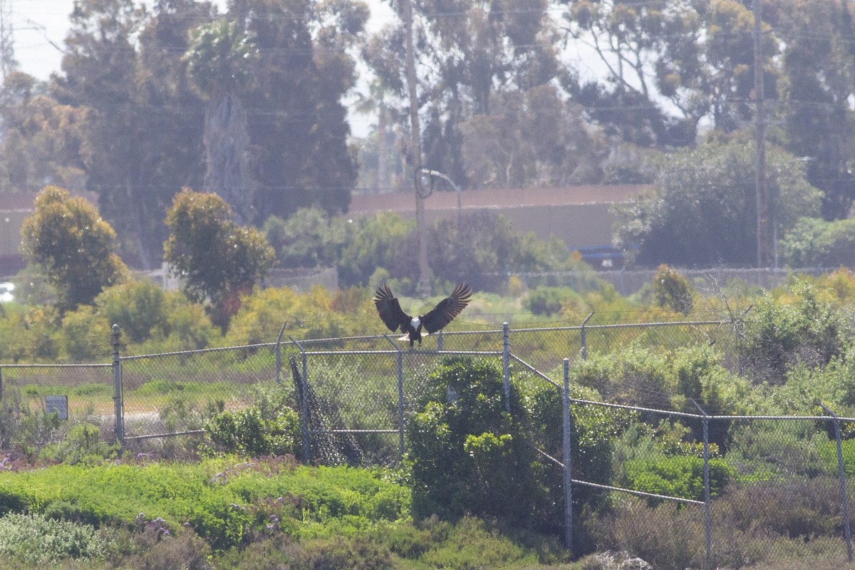 Weißkopf-Seeadler - ML146797361