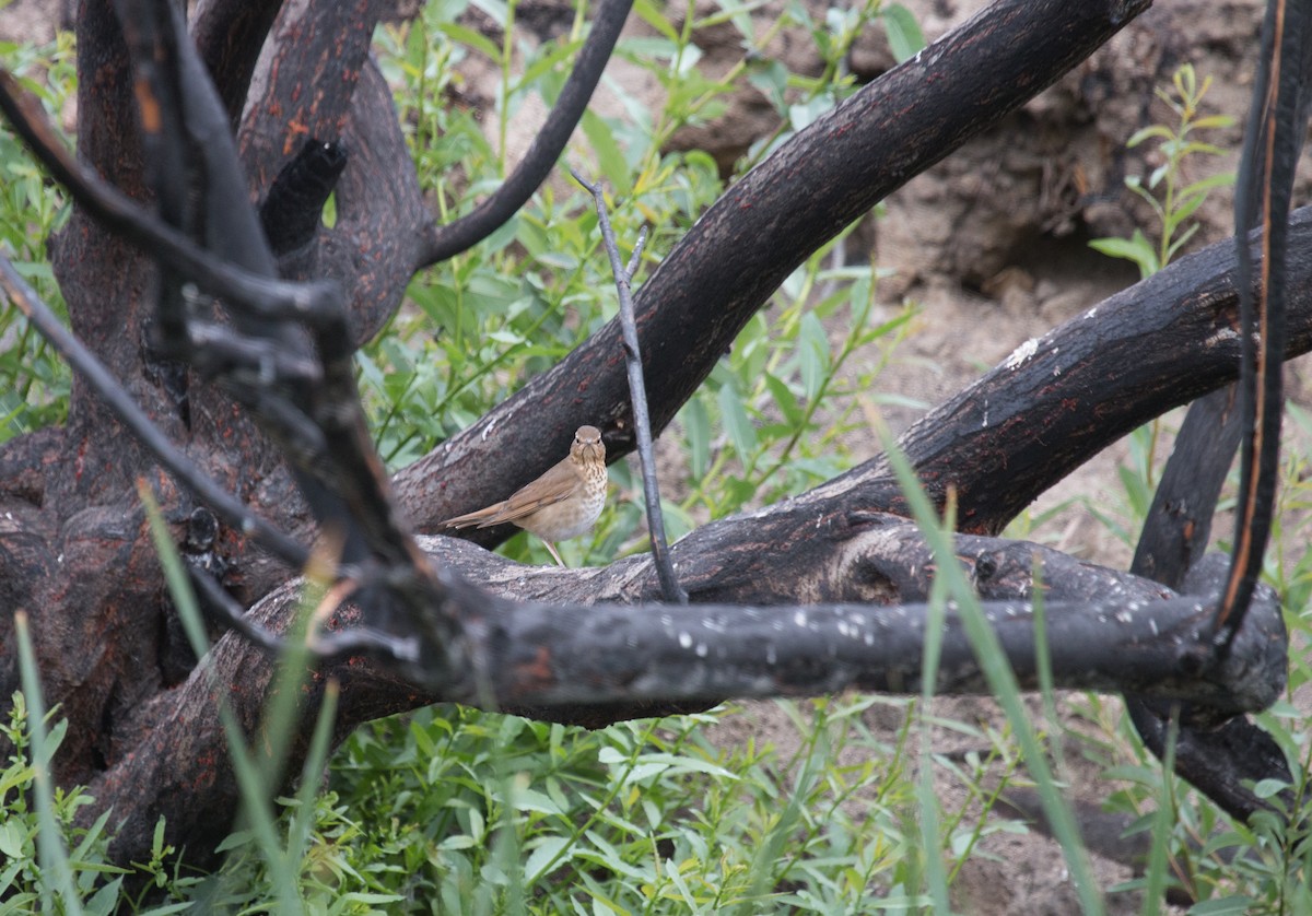 Swainson's Thrush - Robert McMorran