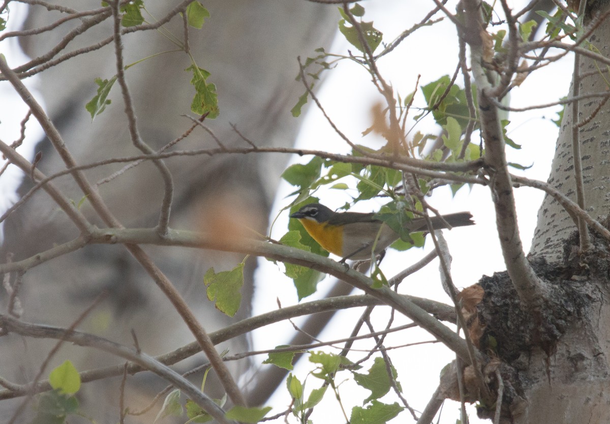 Yellow-breasted Chat - ML146798261