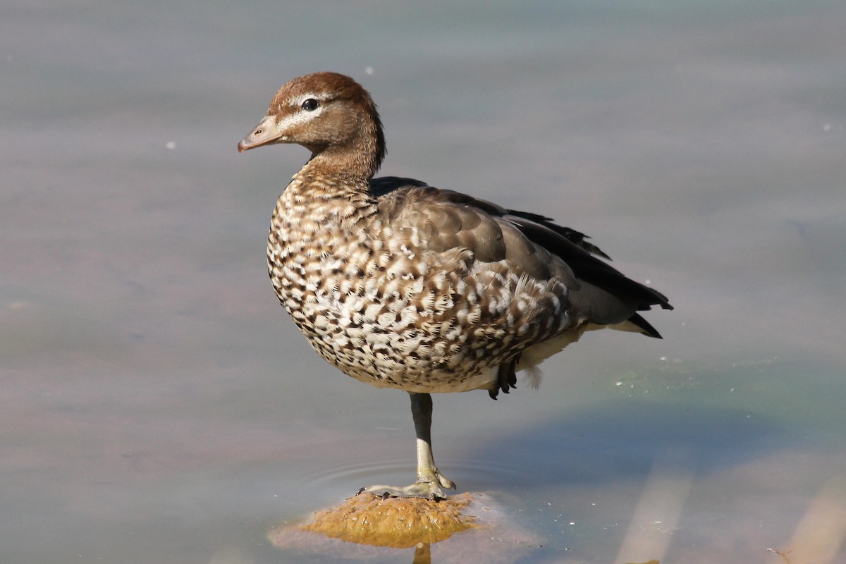 Maned Duck - ML146799211