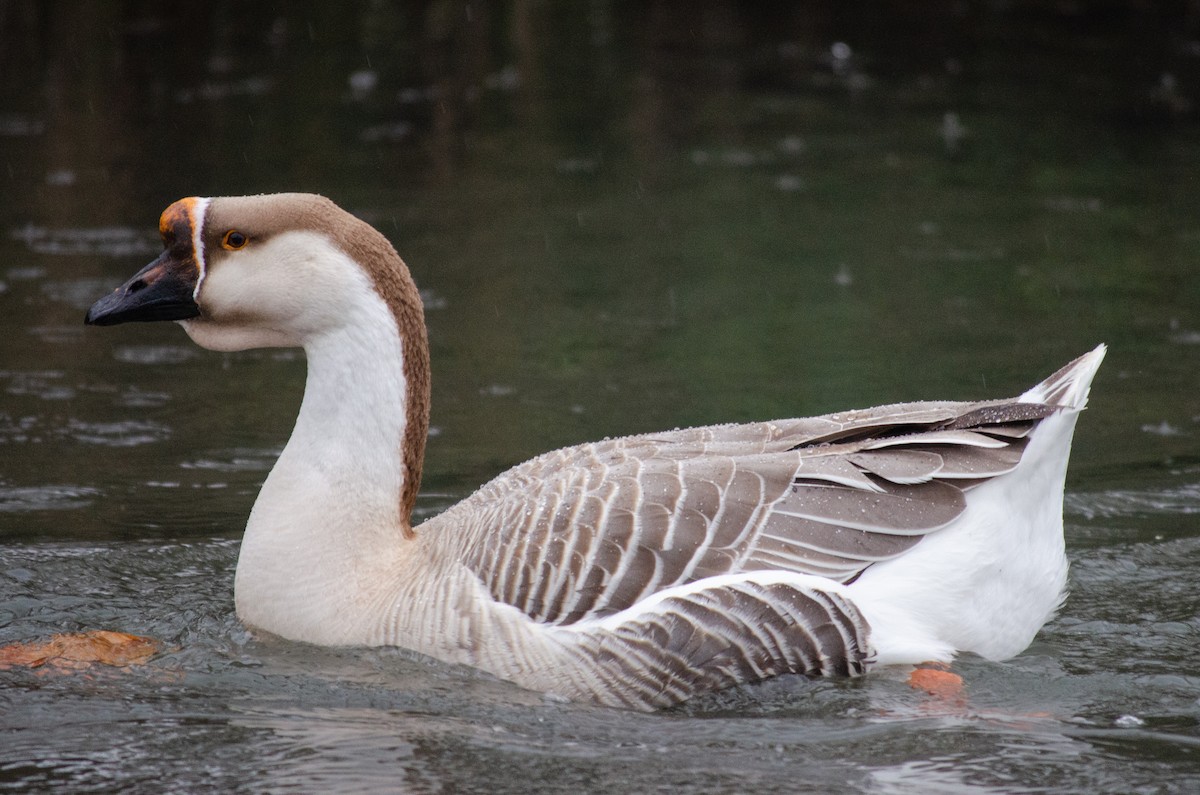 Swan Goose (Domestic type) - ML146799681