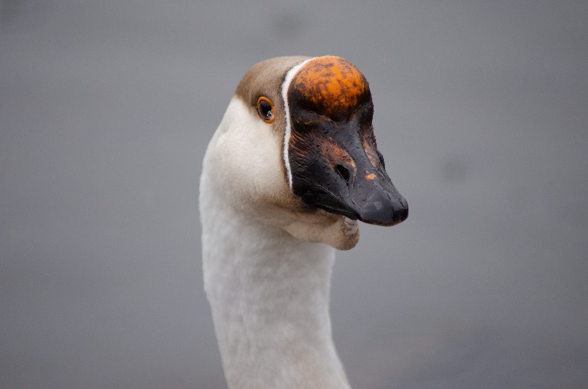 Swan Goose (Domestic type) - Mason Maron