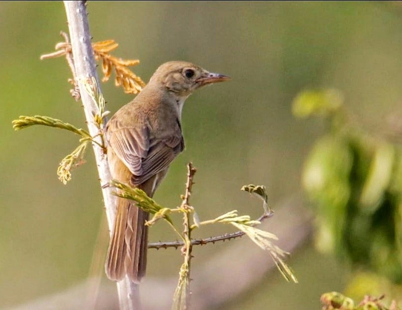 Thick-billed Warbler - Renuka Vijayaraghavan