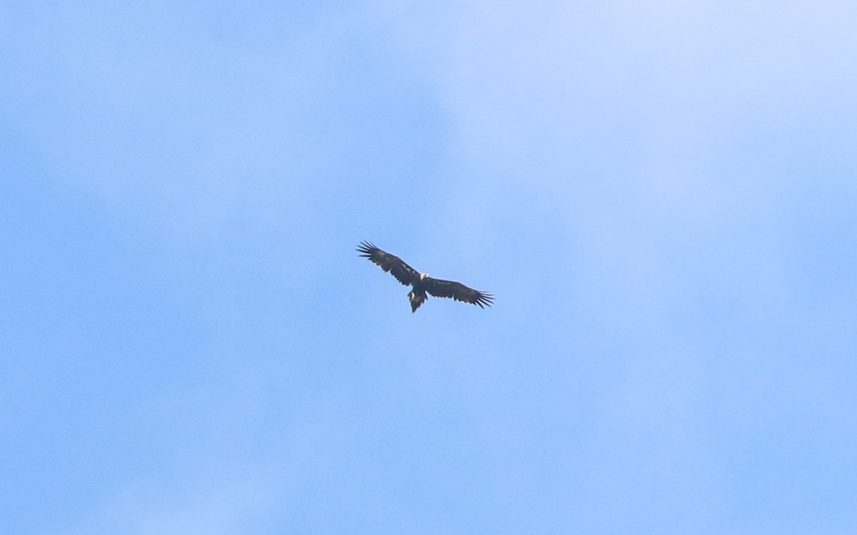 Wedge-tailed Eagle - ML146803301