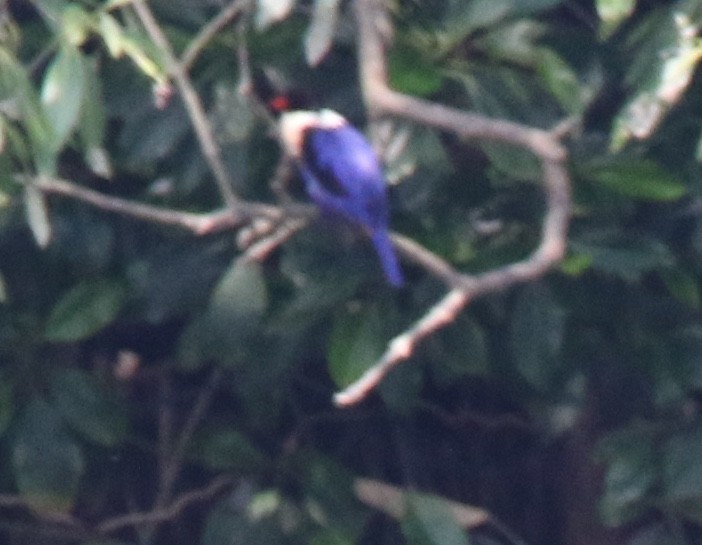 Black-capped Kingfisher - William Mahoney