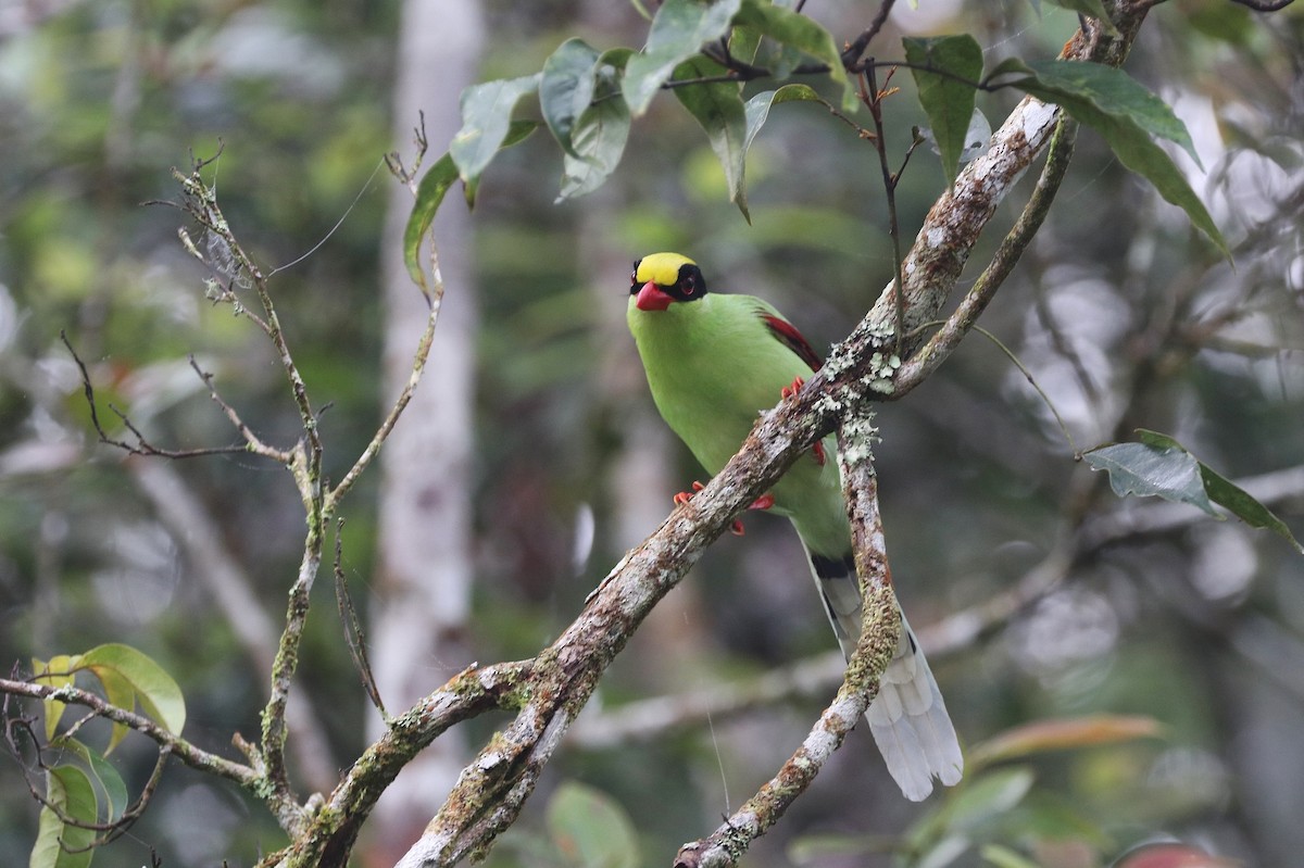 Common Green-Magpie - Rick Franks