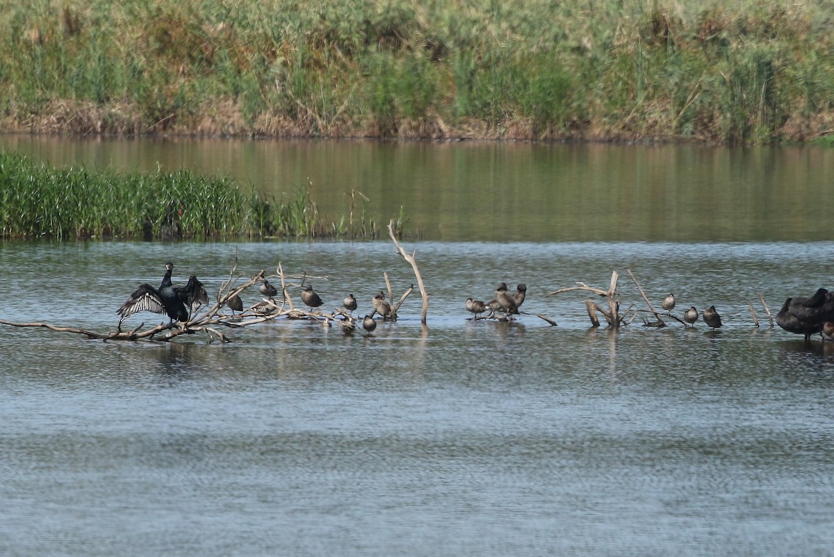 Freckled Duck - ML146805641