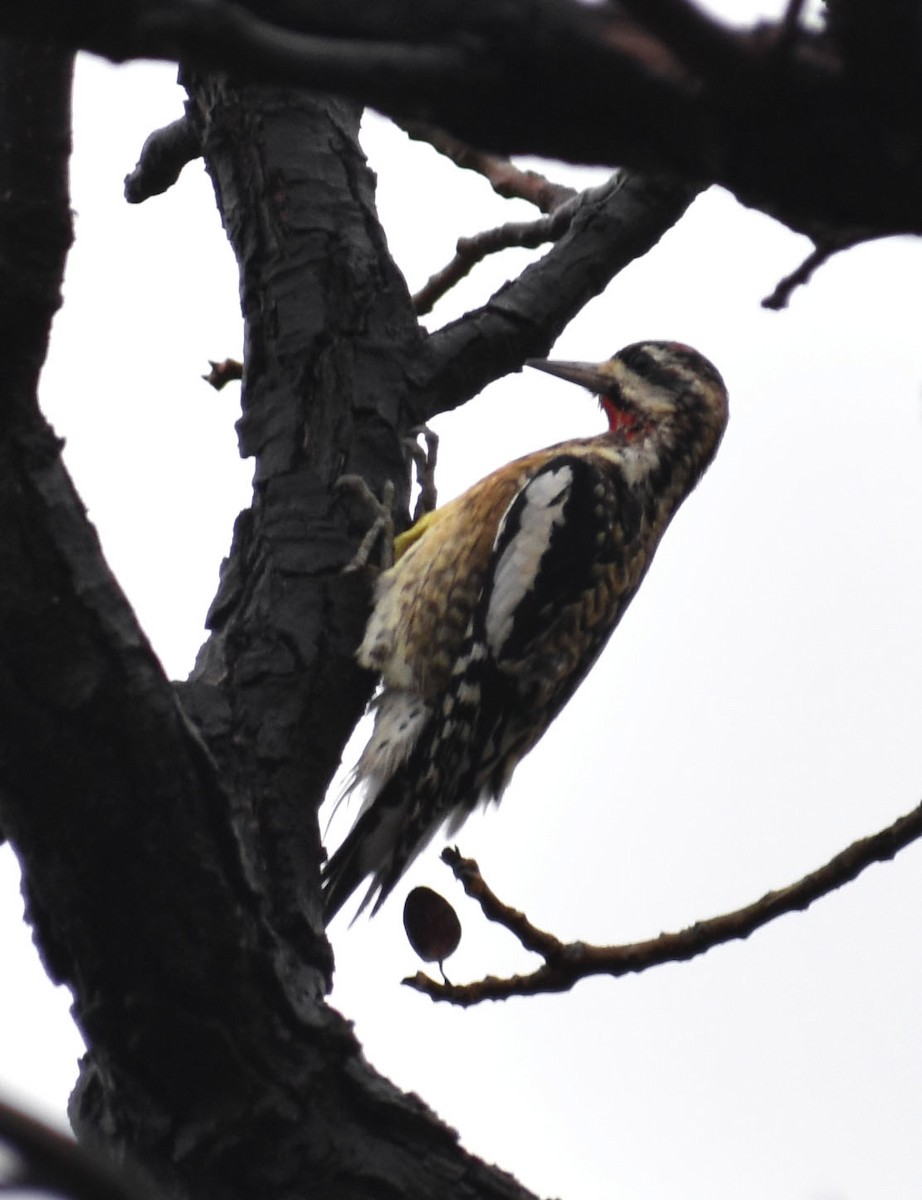 Yellow-bellied Sapsucker - Alexander deBarros