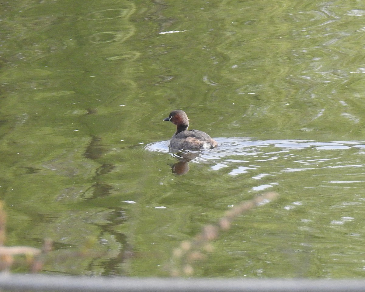 Little Grebe - Scott Young