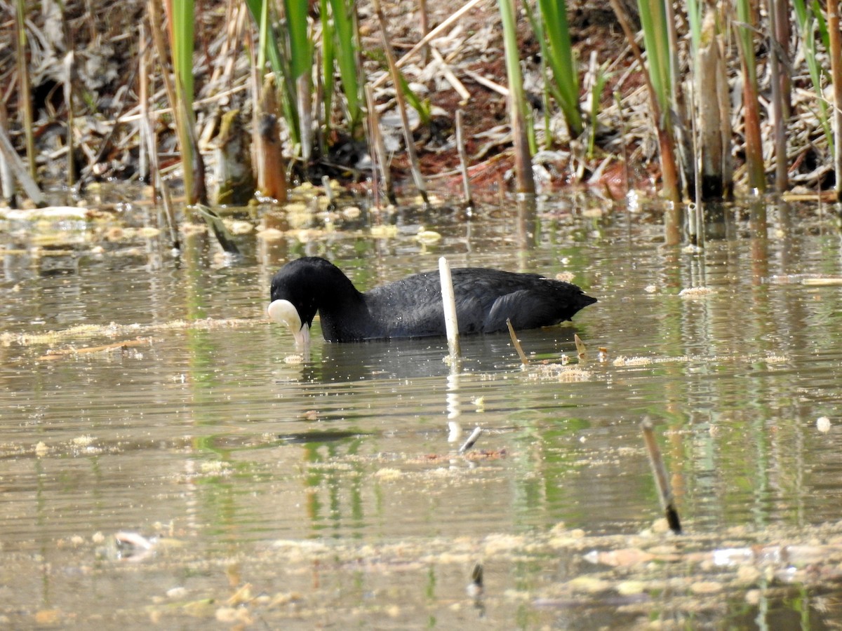 Eurasian Coot - ML146805941