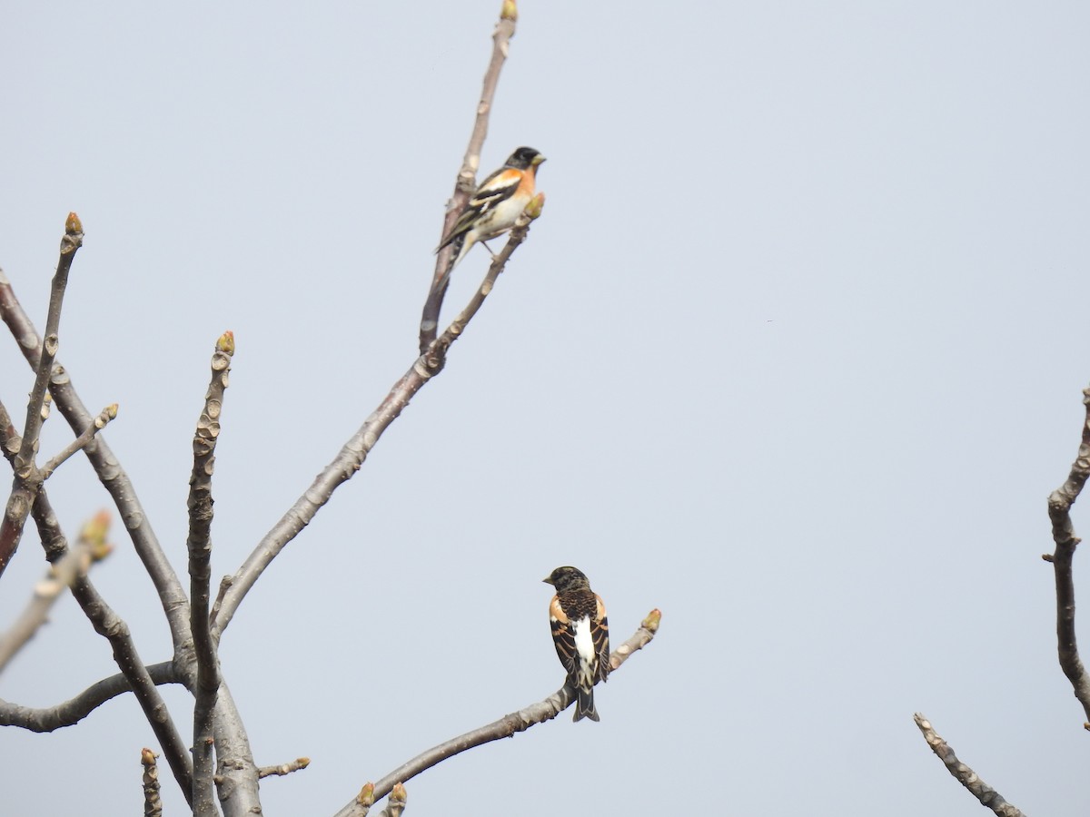 Brambling - ML146806461