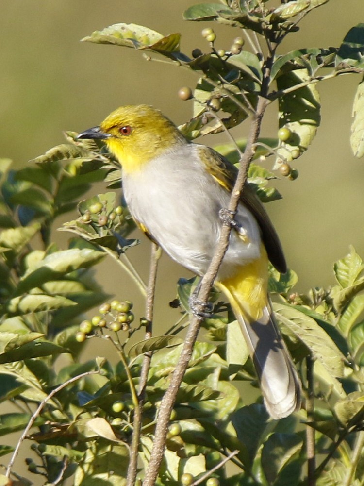 Yellow-throated Bulbul - Subhadra Devi
