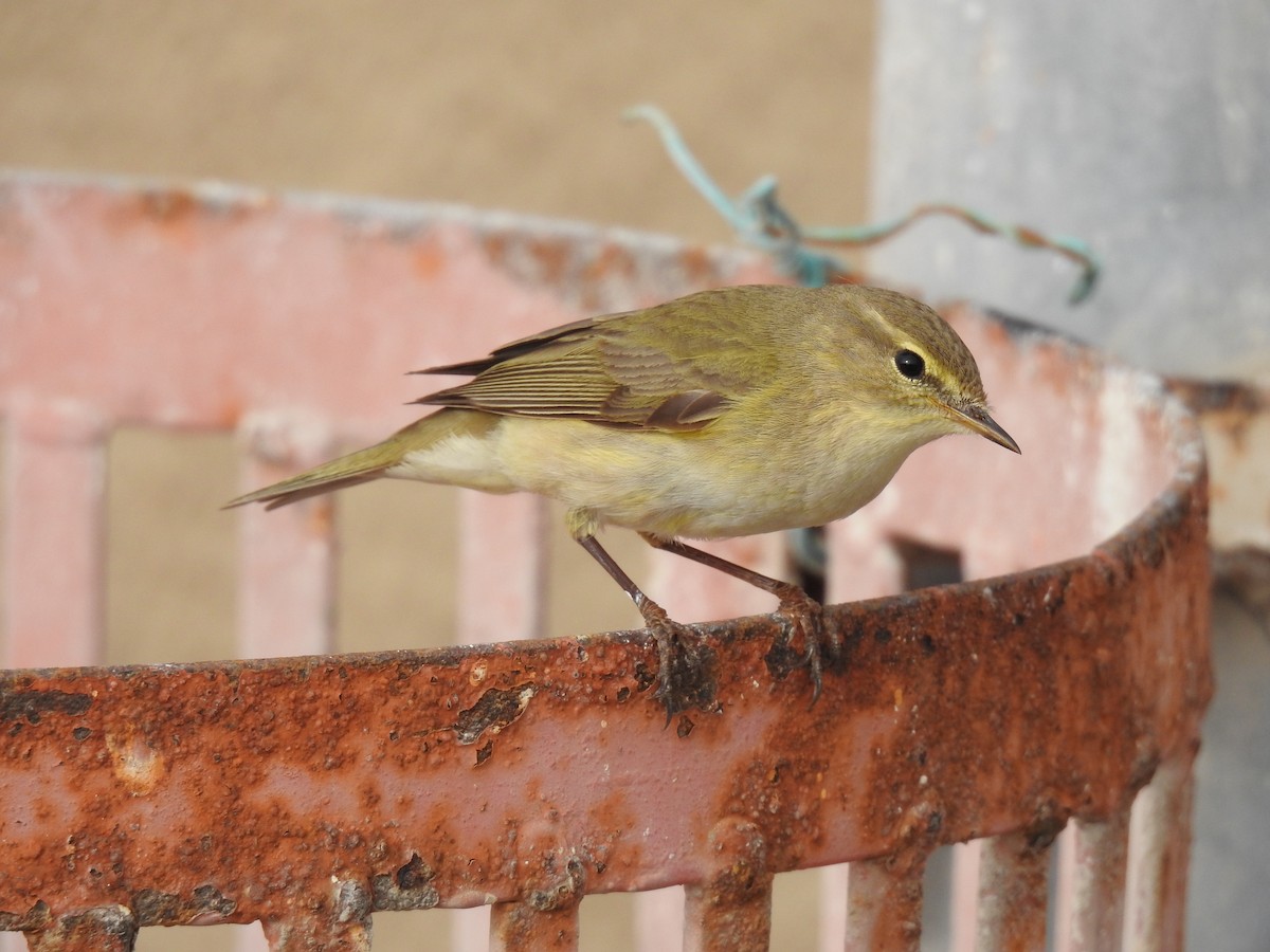 Common Chiffchaff (Common) - ML146807151