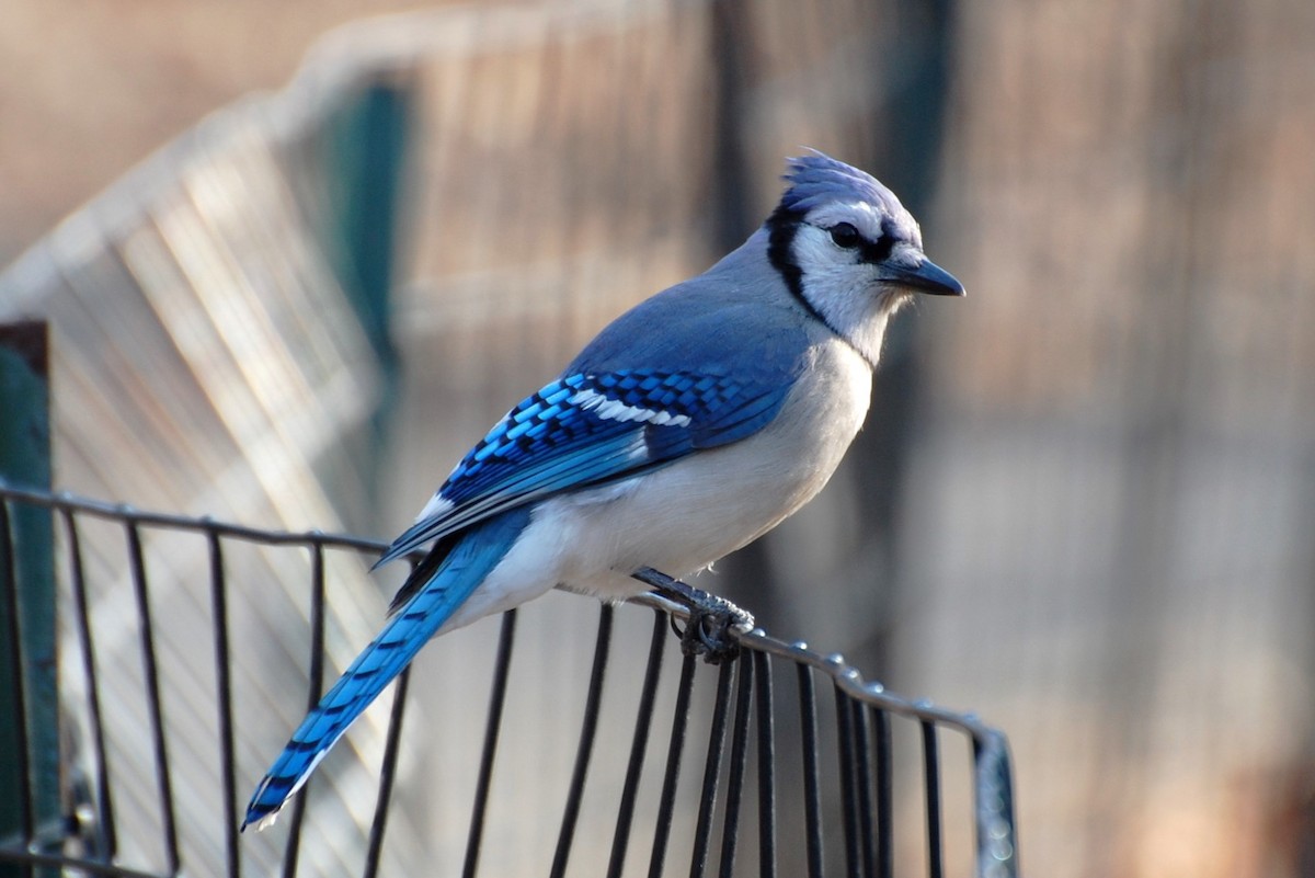 Blue Jay - Dirk Tomsa