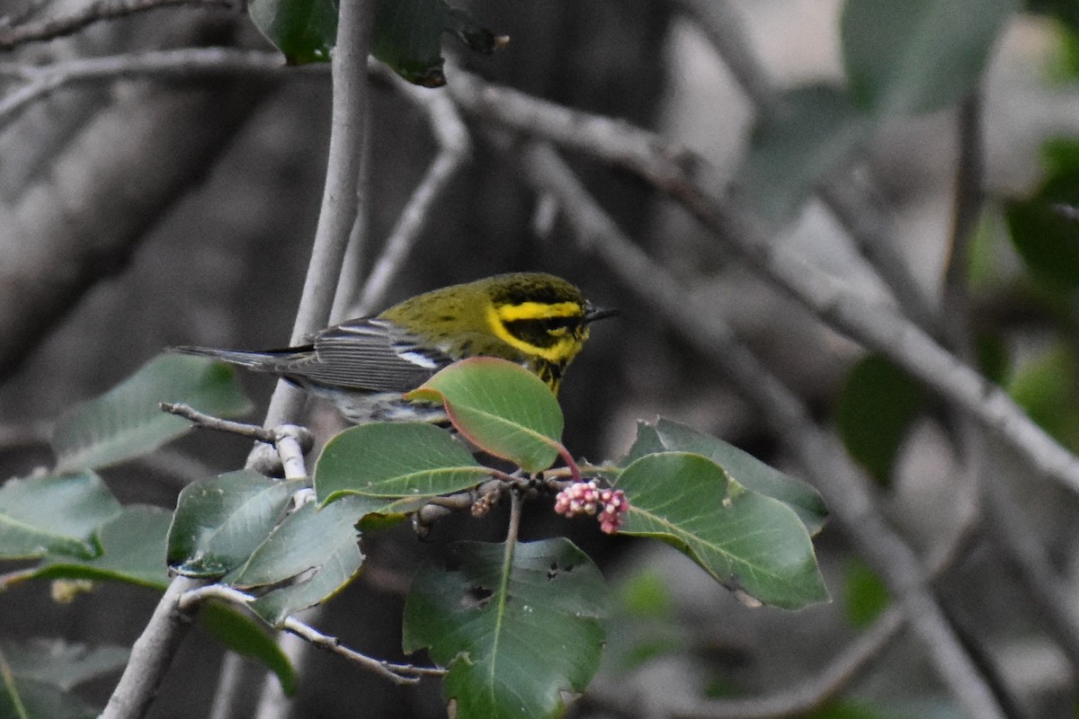 Townsend's Warbler - ML146809641